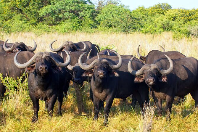 Affordable 1 Day Tanzania Budget Group Join Safari to Tarangire - An In-Depth Look at the Safari Experience