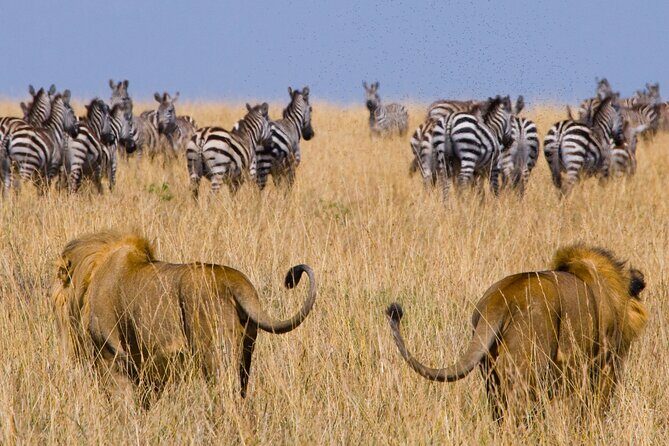 Affordable 3-Day Safari to Serengeti & Ngorongoro Crater - What’s Included and What to Expect