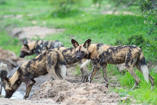 Affordable 3-Day Safari to Serengeti & Ngorongoro Crater - The Sum Up