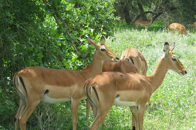 Affordable 5 days Tanzania budget camping safari (group joining) - Key Points