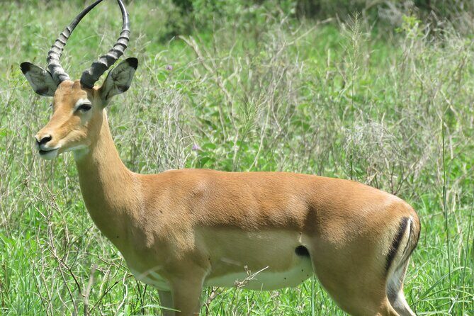 Affordable 5 days Tanzania budget camping safari (group joining) - Who Is This Tour Best For?