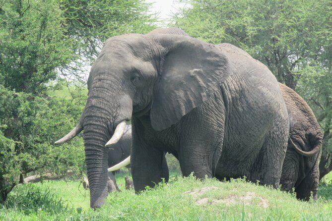 Affordable 5 days Tanzania budget camping safari (group joining) - FAQs