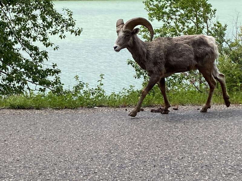 Affordable Banff, Lake Louise & Moraine Lake DayTrip Shuttle - What’s Not Included