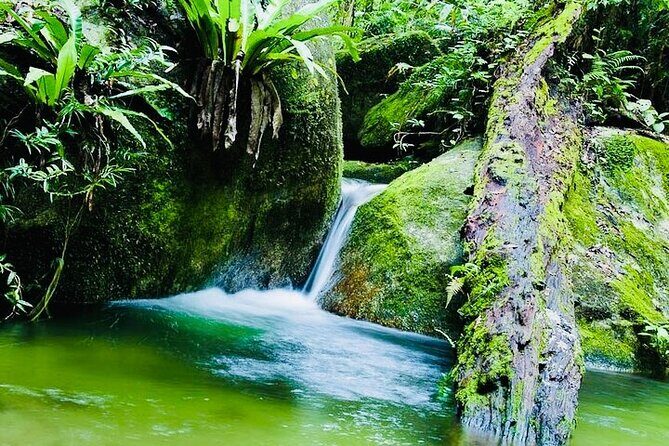 Affordable Return Mossman Gorge from Port Douglas Transfers - Who Will Love This Shuttle Service?