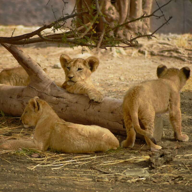 Africam Safari Conservation Park - Exploring Africam Safari Conservation Park: A Genuine Wildlife Experience Near Puebla