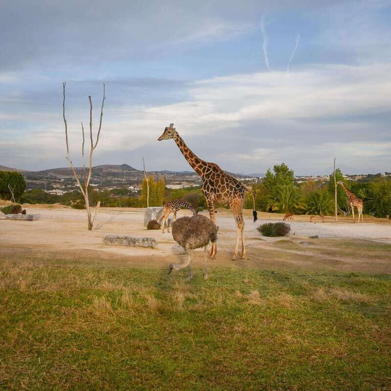 Africam Safari Conservation Park - What Is Africam Safari? A Closer Look