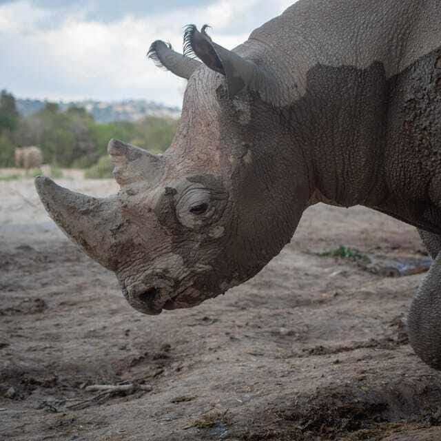 Africam Safari Conservation Park - FAQ: Your Questions Answered
