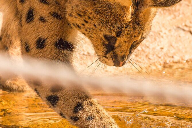 African Cat Experience at Werribee Open Range Zoo - excl. entry - Key Points