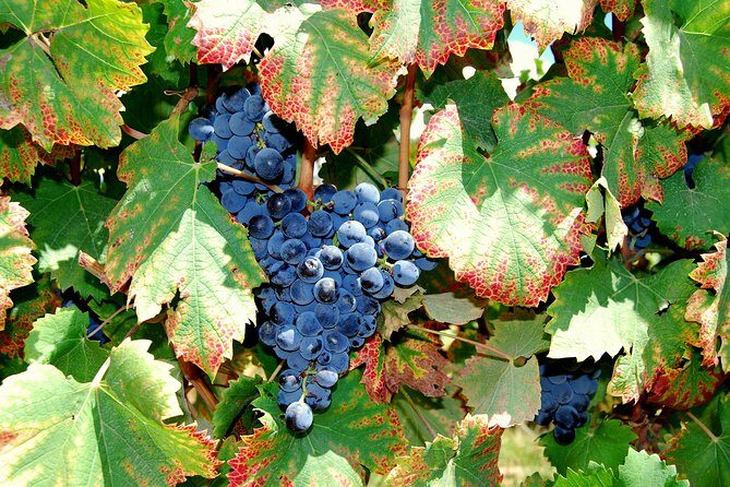 African Story Wine Tours in the Cape Winelands - Authentic Experiences and Traveler Insights
