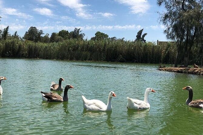 Africano Park Alexandria Safari From Cairo - What Travelers Say and Why It Matters
