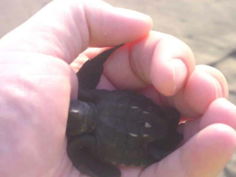 *Afro-Mex Village Horse Ride, Turtle Release Crocodile Farm - An Overview of What You Can Expect