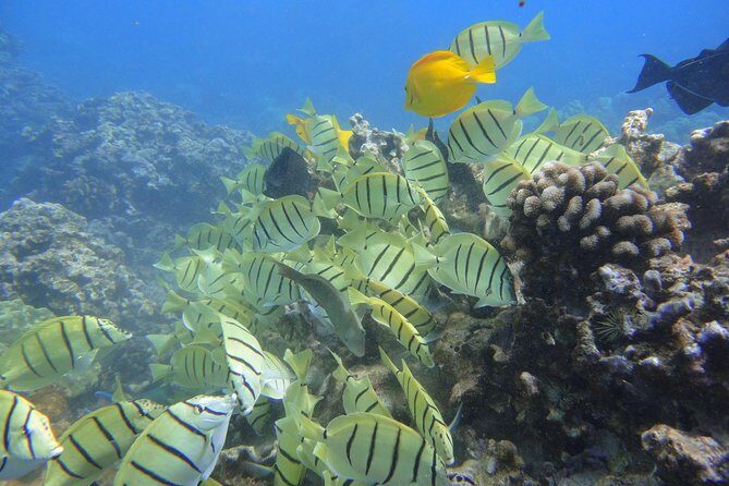 Afternoon Adventure Snorkel from Ka'anapali - The Value of This Tour