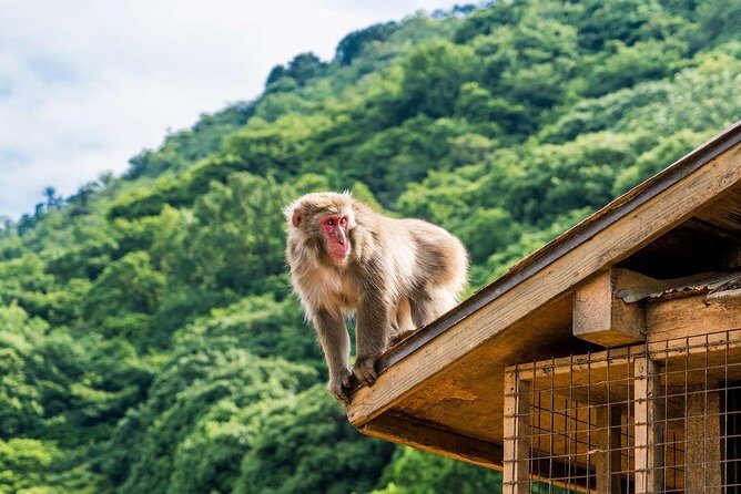 Afternoon Arashiyama Bamboo Forest & Monkey Park Kyoto Bike Tour - Key Points