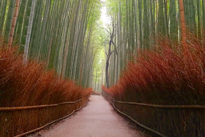 Afternoon Arashiyama Bamboo Forest & Monkey Park Kyoto Bike Tour - The Value for Money