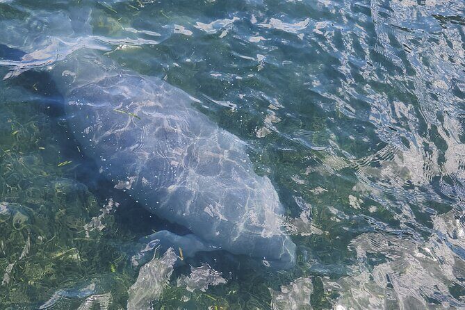 Afternoon Crystal River Ecological Boat Tour - FAQs