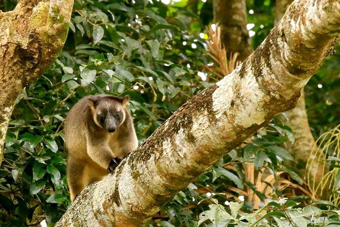 Afternoon Daintree Tour with River Cruise from Port Douglas - The Sum Up
