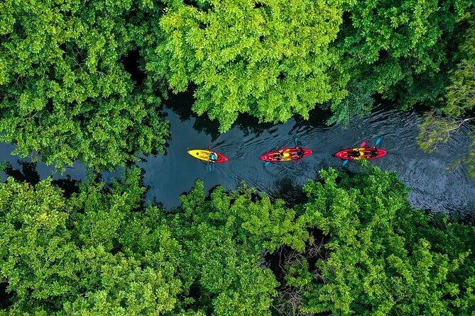 Afternoon Guided Kayak Activity on the Tamarin River - Key Points