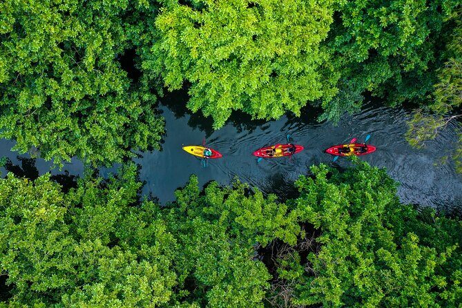 Afternoon Guided Kayak Tour on the Tamarin River - Who Would Enjoy This Tour?
