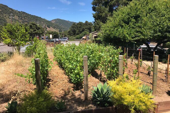 Afternoon Half-day Carmel Valley Wine Tasting Tour - Who Will Love This Tour?