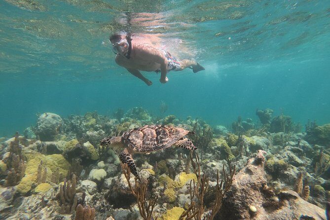 Afternoon Half Day Cruise from Providenciales with Snorkeling and Iguana Island - What Makes This Tour Stand Out