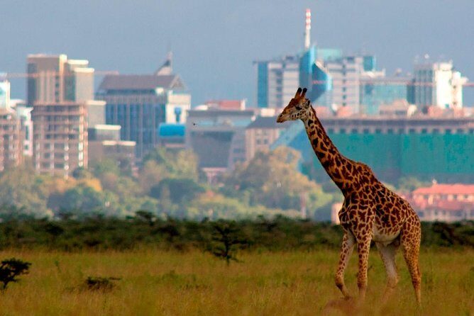 Afternoon half day mini safari to Nairobi National Park - An In-Depth Look at the Mini Safari Experience