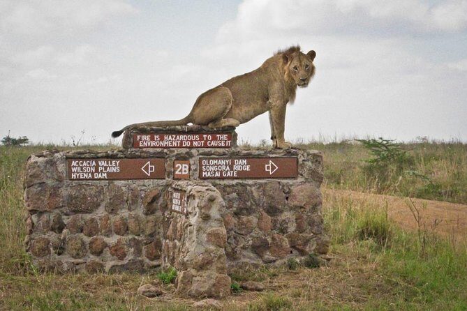 Afternoon half day mini safari to Nairobi National Park - Who Will Love This Tour?