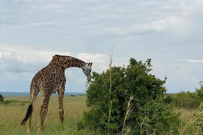 Afternoon half day mini safari to Nairobi National Park - Final Thoughts