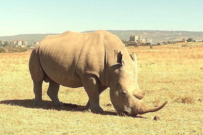 Afternoon half day mini safari to Nairobi National Park - Frequently Asked Questions