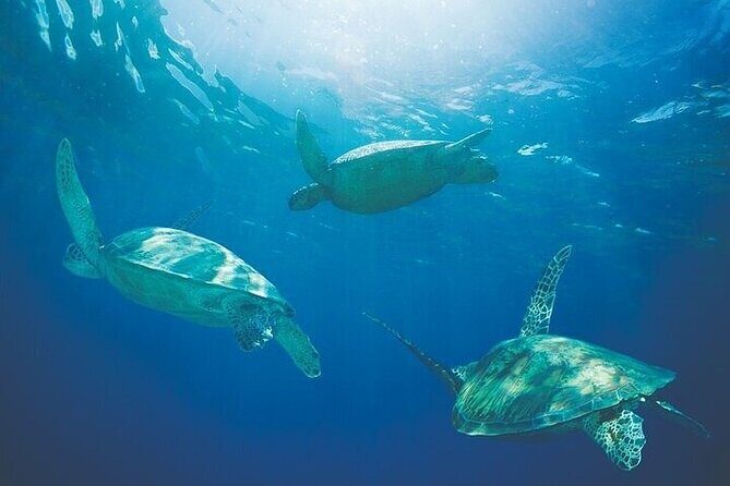 Afternoon Hawaiian Green Sea Turtle and Dolphin Snorkel and Sail - Starting Point and Timing