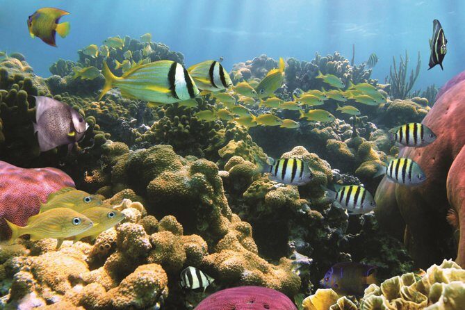 Afternoon Hawaiian Green Sea Turtle and Dolphin Snorkel and Sail - Snorkeling at a Pristine Reef