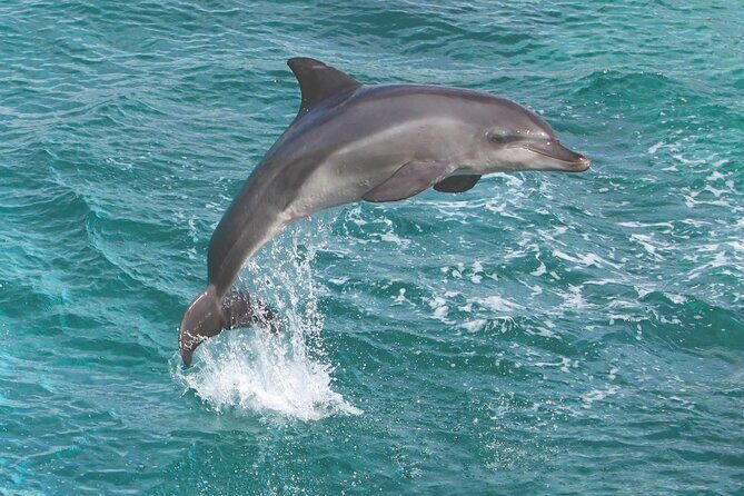 Afternoon Hawaiian Green Sea Turtle and Dolphin Snorkel and Sail - What You Might See