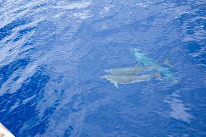 Afternoon Hawaiian Green Sea Turtle and Dolphin Snorkel and Sail - Relaxing on the Boat