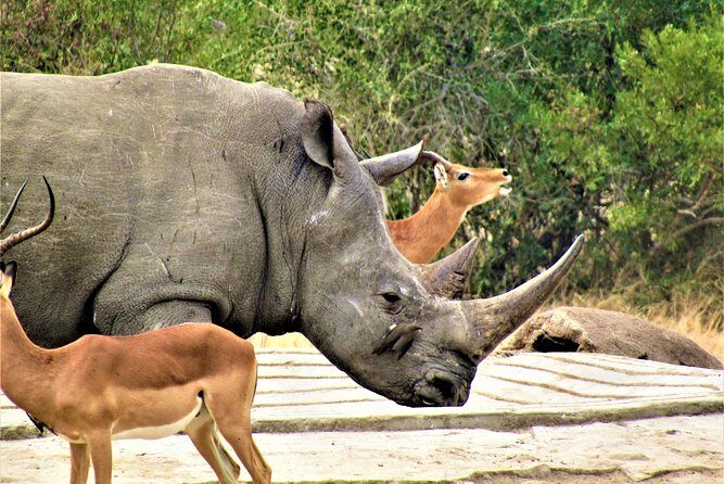Afternoon Kruger National Park Safari - A Closer Look at the Tour Experience