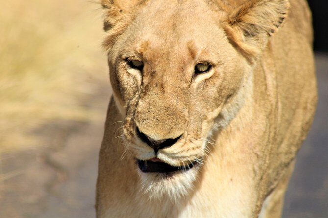 Afternoon Kruger National Park Safari - Who Should Consider This Tour?