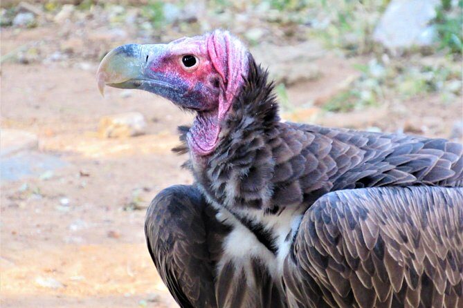 Afternoon Kruger National Park Safari - FAQs