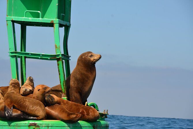 Afternoon Sail On A Charming Vintage Yacht Beer &. Wine Included - What Travelers Are Saying