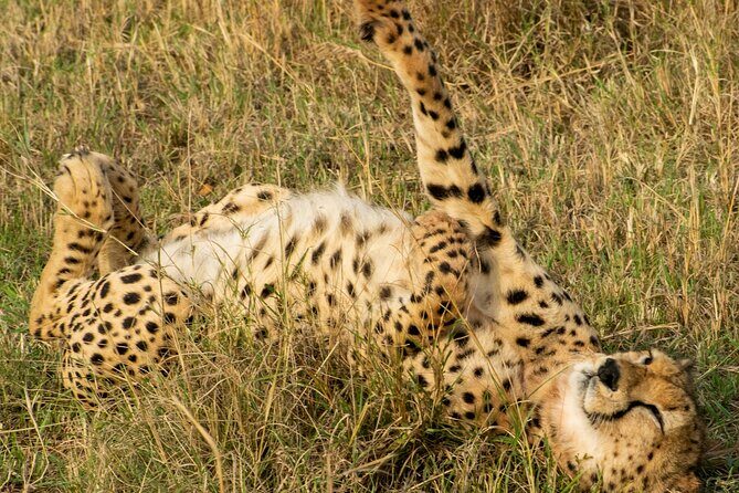 Afternoon Tour To Nairobi National Park - What Real Travelers Say