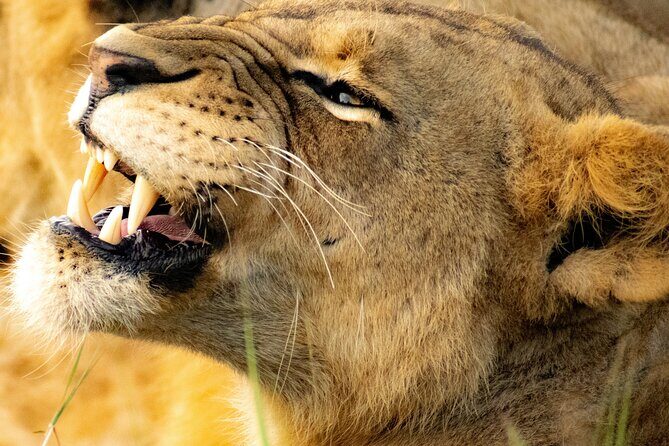 Afternoon Tour To Nairobi National Park - Who Should Consider This Tour?