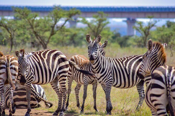 Afternoon Tour To Nairobi National Park - The Sum Up
