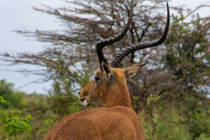 Afternoon Tour To Nairobi National Park - FAQ
