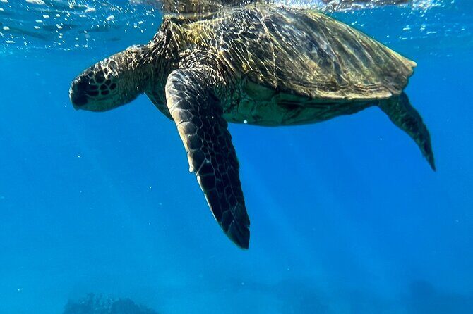 Afternoon Turtle Town Snorkel at Coral Gardens - Key Points
