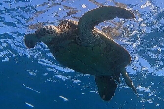 Afternoon Turtle Town Snorkel at Coral Gardens - An Honest Look at the Experience
