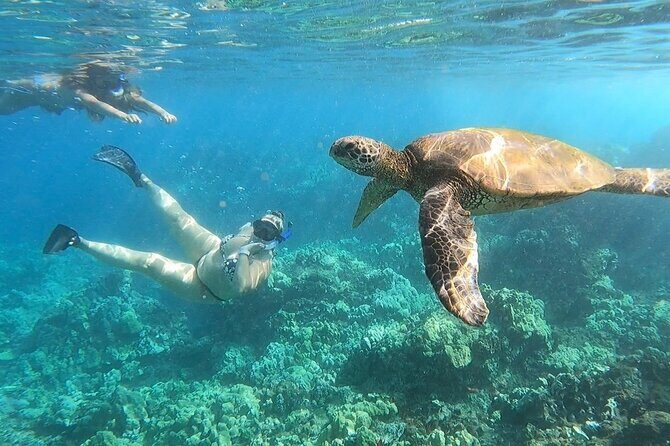 Afternoon Turtle Town Snorkel at Coral Gardens - Frequently Asked Questions