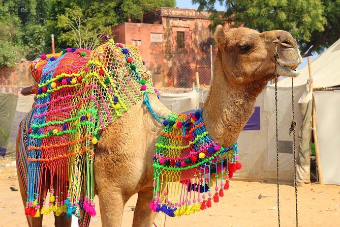 Afternoon Walk Tour with Sunset & Fire Ritual -The Pushkar Route - Key Points