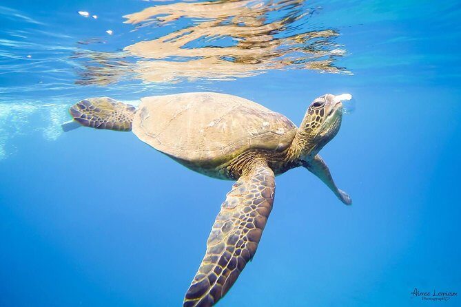 Afternoon West Maui Snorkel from Kaanapali Beach - FAQs