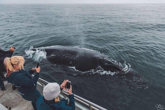 Afternoon Whale Watch - Key Points