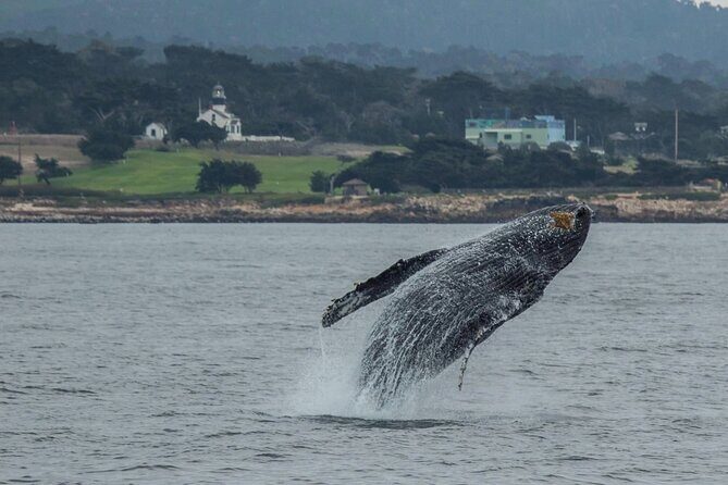 Afternoon Whale Watch - A Closer Look at the Experience