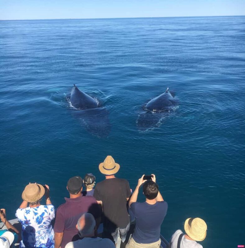 Afternoon Whale Watching Cruise in Broome - FAQ