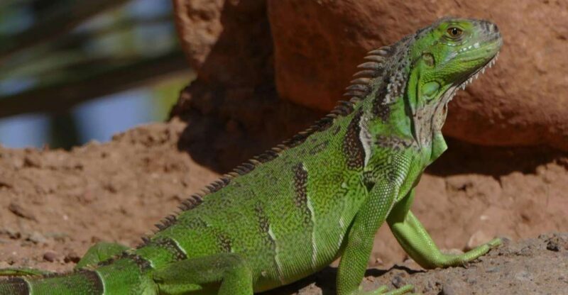 Agadir: Agadir Crocodile Park Adventure - Key Points
