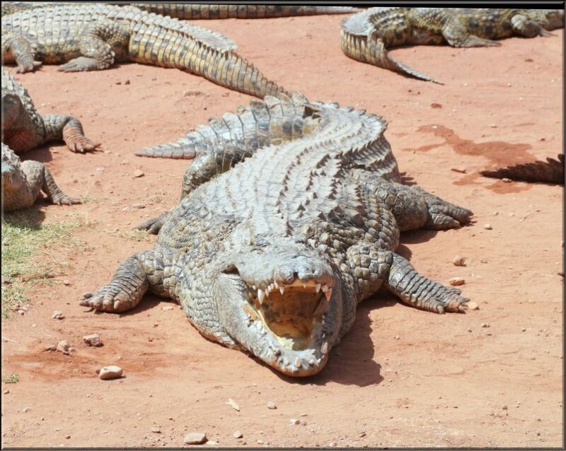 Agadir: Agadir Crocodile Park Adventure - What to Expect from the Agadir Crocodile Park Adventure